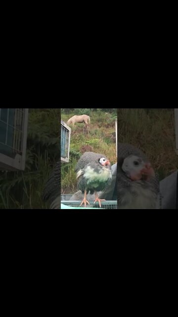 Guinea fowl keet survived dog catching it and bringing it inside
