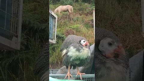 Guinea fowl keet survived dog catching it and bringing it inside