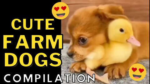 Dogs on the Farm Compilation - Adorable Dogs With Farm Animals