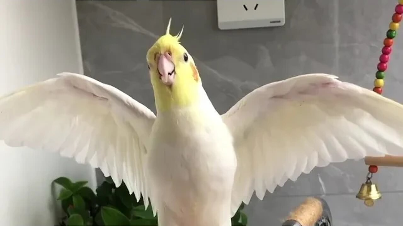 Charlie's Adorable Antics: Cockatiels Craze