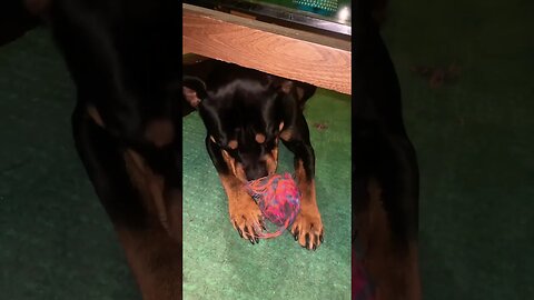 Cute Funny Rottweiler! 🐶 #shorts #short #viral #youtube #like