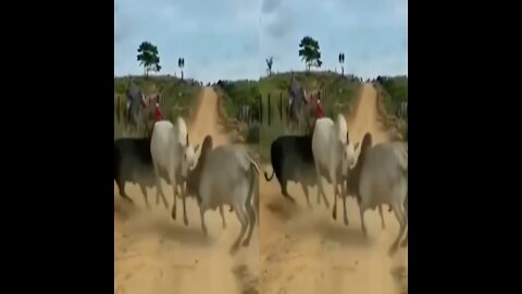 Animals Fight
