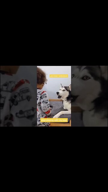 1Min Animal World #dogs #cats #pet