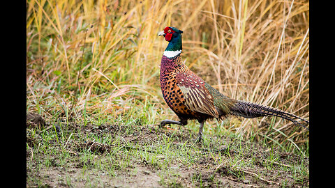 Episode 346 Freezing Thanks Pheasant Flu Day