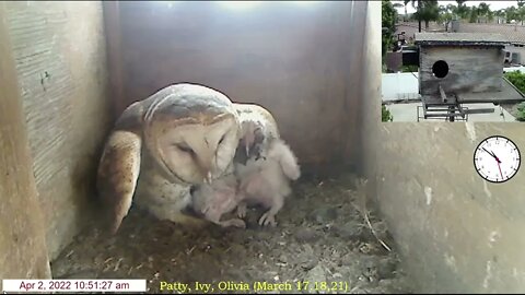 Attention Owl Moms: This is not the way to get excess food out of babies beak. 4-3-22