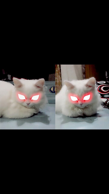Kitten's Devilish/Megical Look After Applying Eye Filter, Firefly On Kitten's Eyes