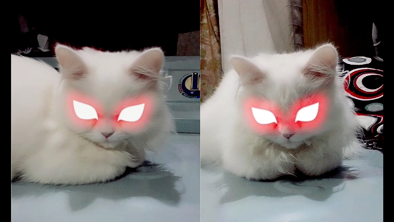 Kitten's Devilish/Megical Look After Applying Eye Filter, Firefly On Kitten's Eyes