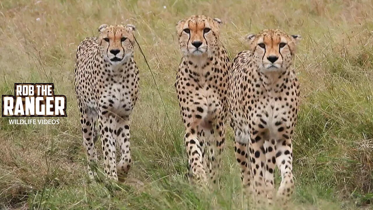 Tano Bora Five Male Cheetah Coalition on Patrol | Maasai Mara Safari | Zebra Plains