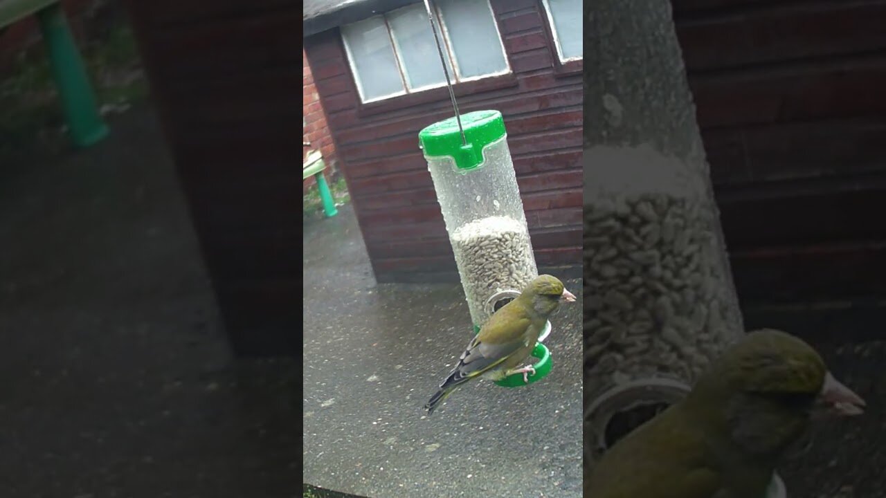 Greenfinches Enjoying A Rainy Day Feast