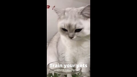 Cute Cat and So Funny Pet videos 63 @Shorts @DiZiHunTer @Babycat @CuteCats _Full-HD