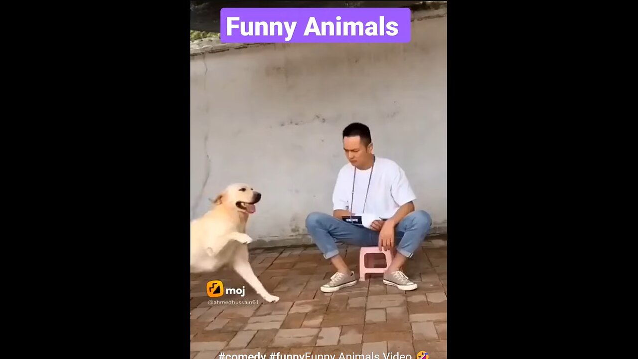 Funny Animals Video #funny #comedy #funnyvideo