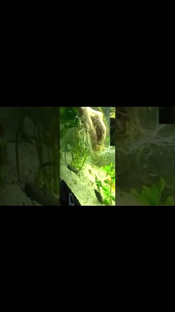 roots in sand / short