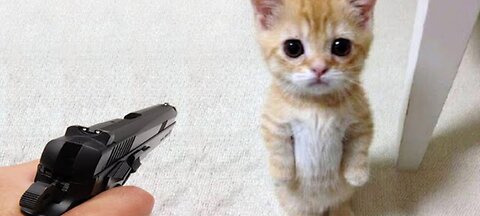 Cat gives the most shocking reaction when saw a gun