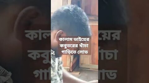 কালাম ভাইয়ের বিশাল অডারের কবুতরের খাঁচা গাড়িতে লোড