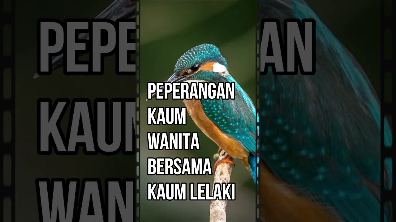 Peperangan kaum wanita bersama kaum lelaki