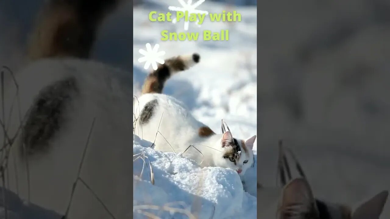 Cat play with snow ball , cute cats, #shorts, Funny Cute Pets Lovers