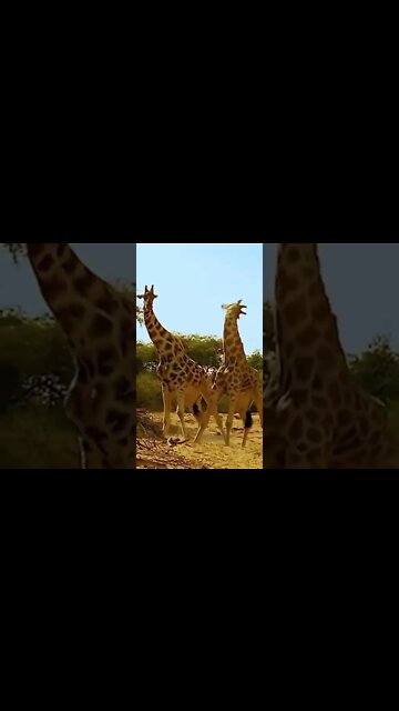 duas girafas lutando 😲😲😲