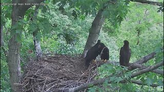 Hays Bald Eagles H18 Move Over I'm Coming up to the Branch 2022 05 26 13:50