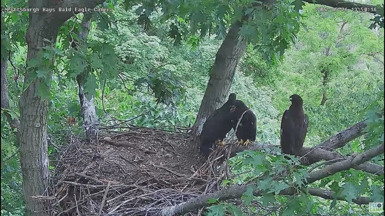 Hays Bald Eagles H18 Move Over I'm Coming up to the Branch 2022 05 26 13:50