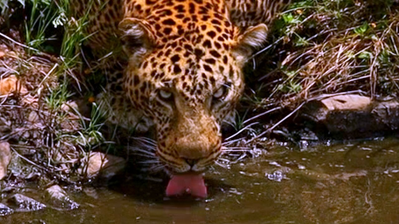 Mighty leopard stops to have a big drink at watering hole