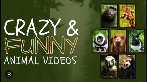 Funniest Animals 🐧 - Best Of The 2023 Funny Animal Videos 😁 - Cutest Animals Ever