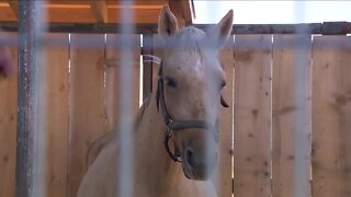 Seemingly pregnant horses rescued from Oklahoma kill pen now in Colorado