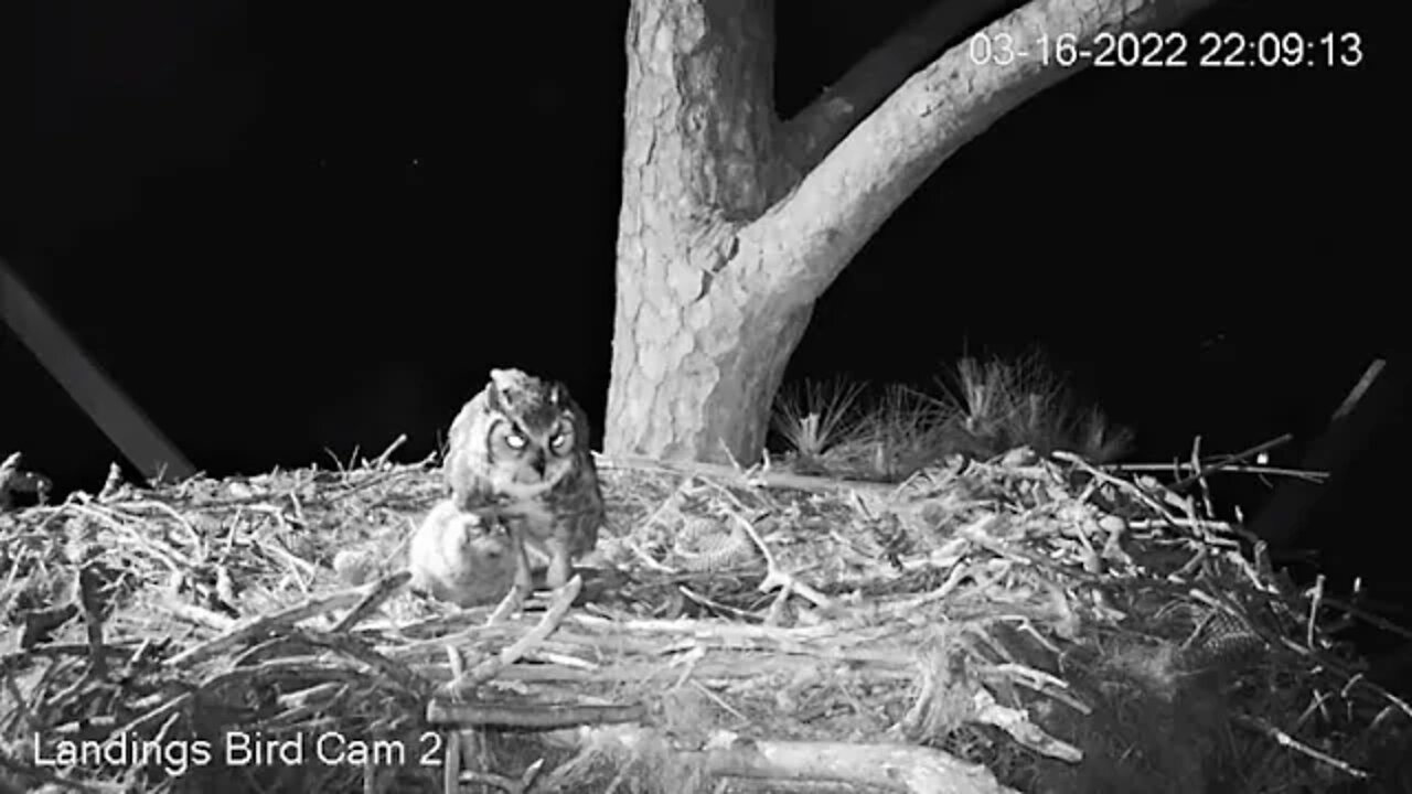 Mom and Her Owlet Share Some More Squirrel 🦉 3/16/22 22:07