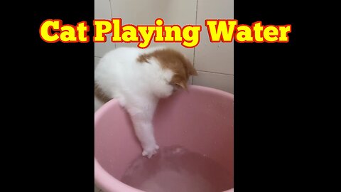 Funny Cat Playing Water