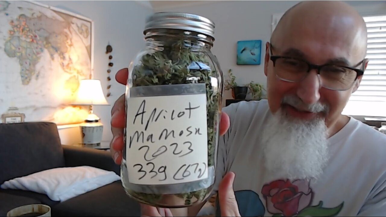 Weighing & Jarring 2023 Cannabis Harvest: Purple Royal Sour Kush, Thorsberry & Apricot Mimosa [ASMR]