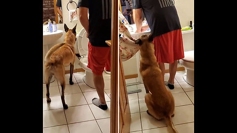 Guide dog helps blind people use toilet