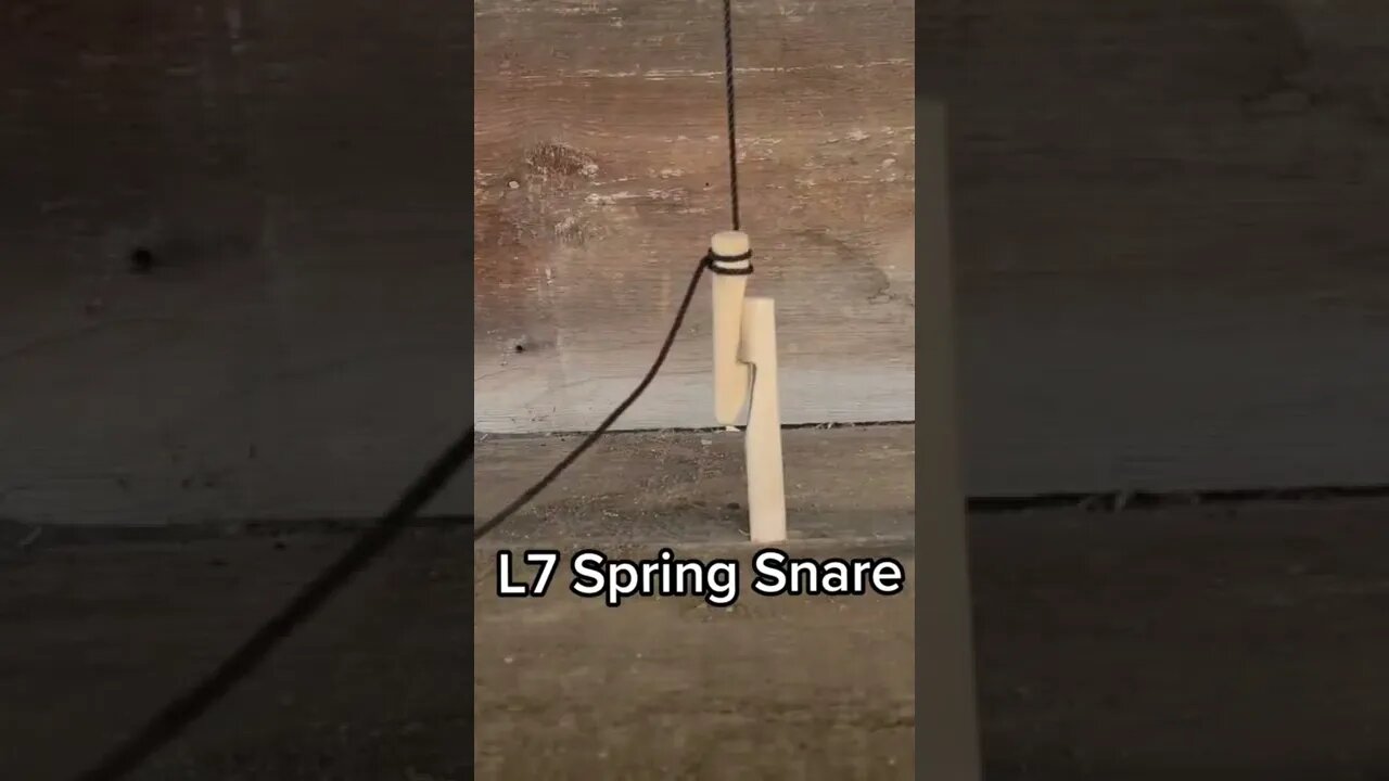 basic spring trap #survival #bushcraft #shorts