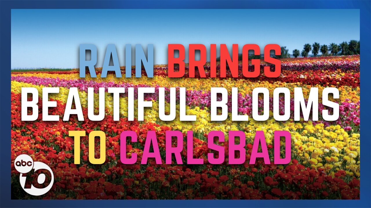 Carlsbad Flower Fields in full bloom with new offerings