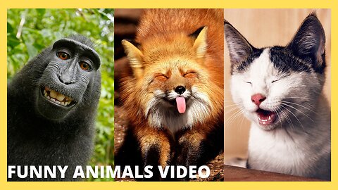 FUNNY ANIMALS