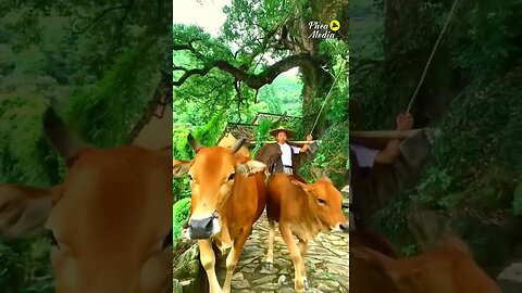 fresh and beautiful countryside village 😍