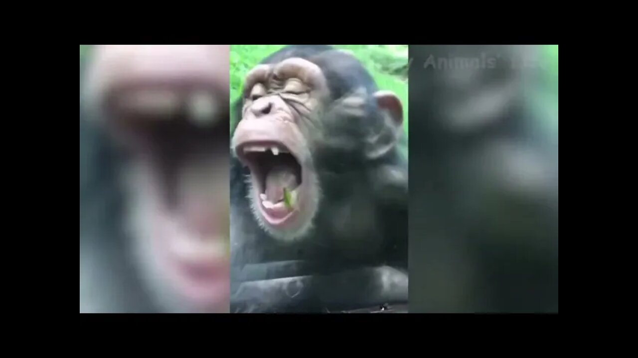 🦁 Funniest Animals 🐼 - Try Not To Laugh 🤣 - Funny Domestic And Wild Animals' Life