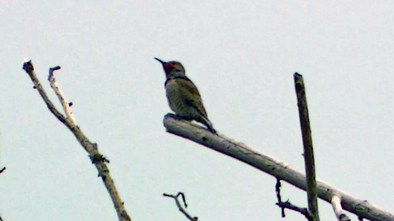 IECV NV #495 - 👀 Northern Flicker In The Neighbors Big Leaf Maple Tree 🐦3-18-2018