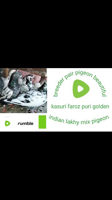 Beautiful pigeon kasuri faroz puri golden