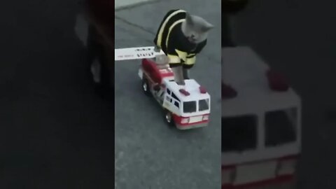 Funny Video | #reels #shorts #cat