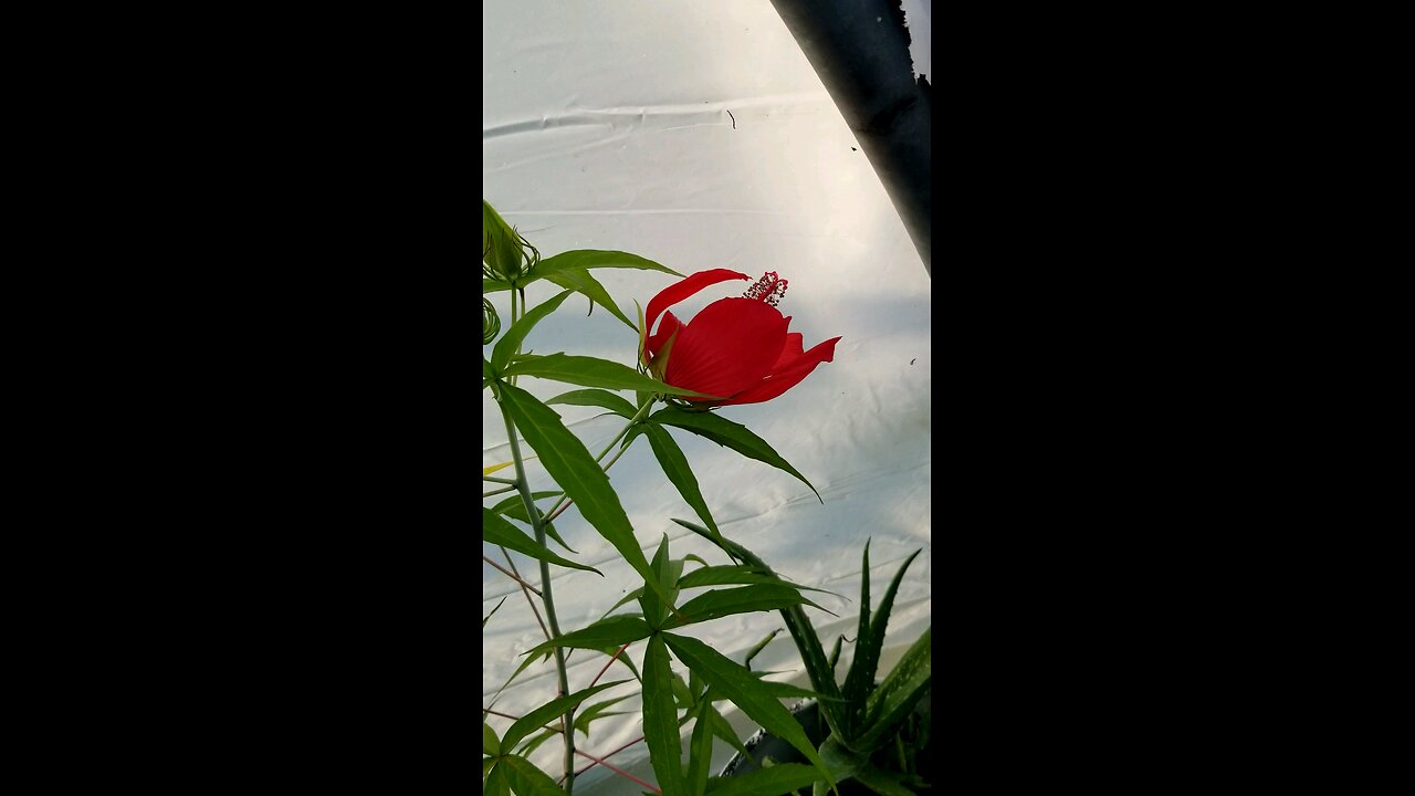 STAR HIBISCUS and Other Things