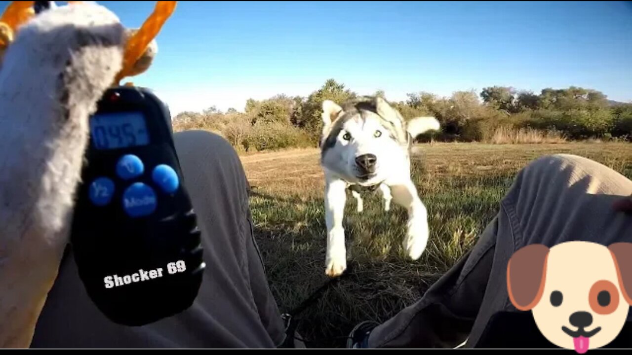 Siberian Husky Reacts to Electric Training coller | Will it stop digging??