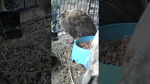 Red eyed cinnamon guinea fowl keet