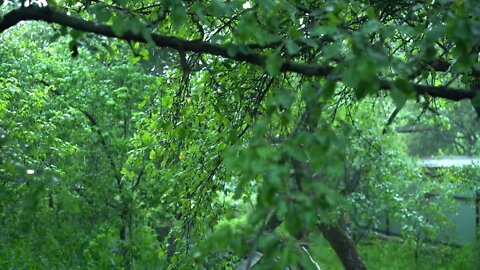 nature with rain