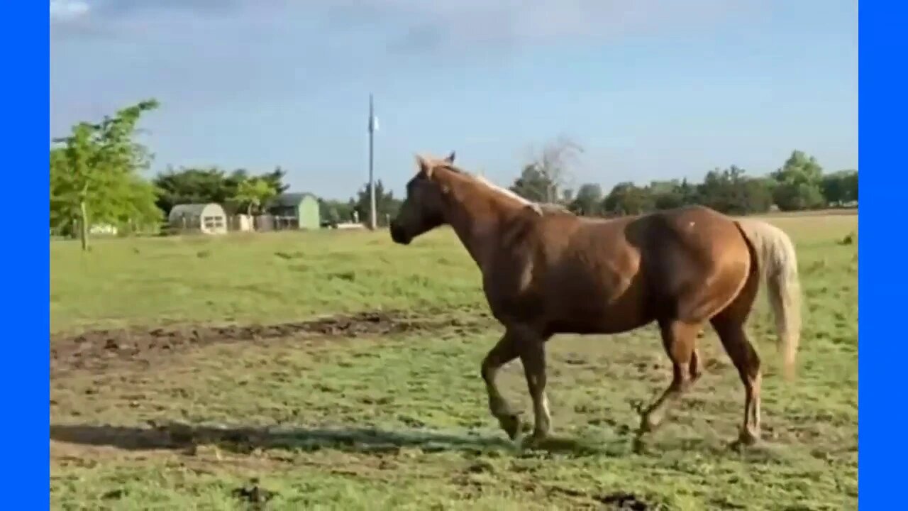 Horse Myth 203 - Horses Will Run Under A Tree To Knock Off Riders