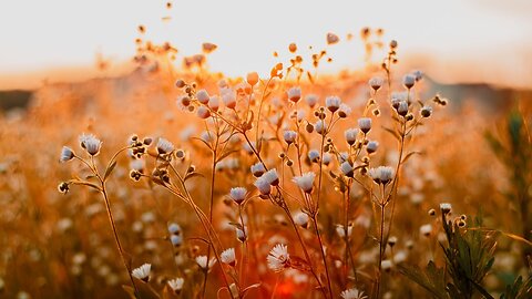 Meditation, Sleep, Yoga and Relaxation Music 🎸🎵