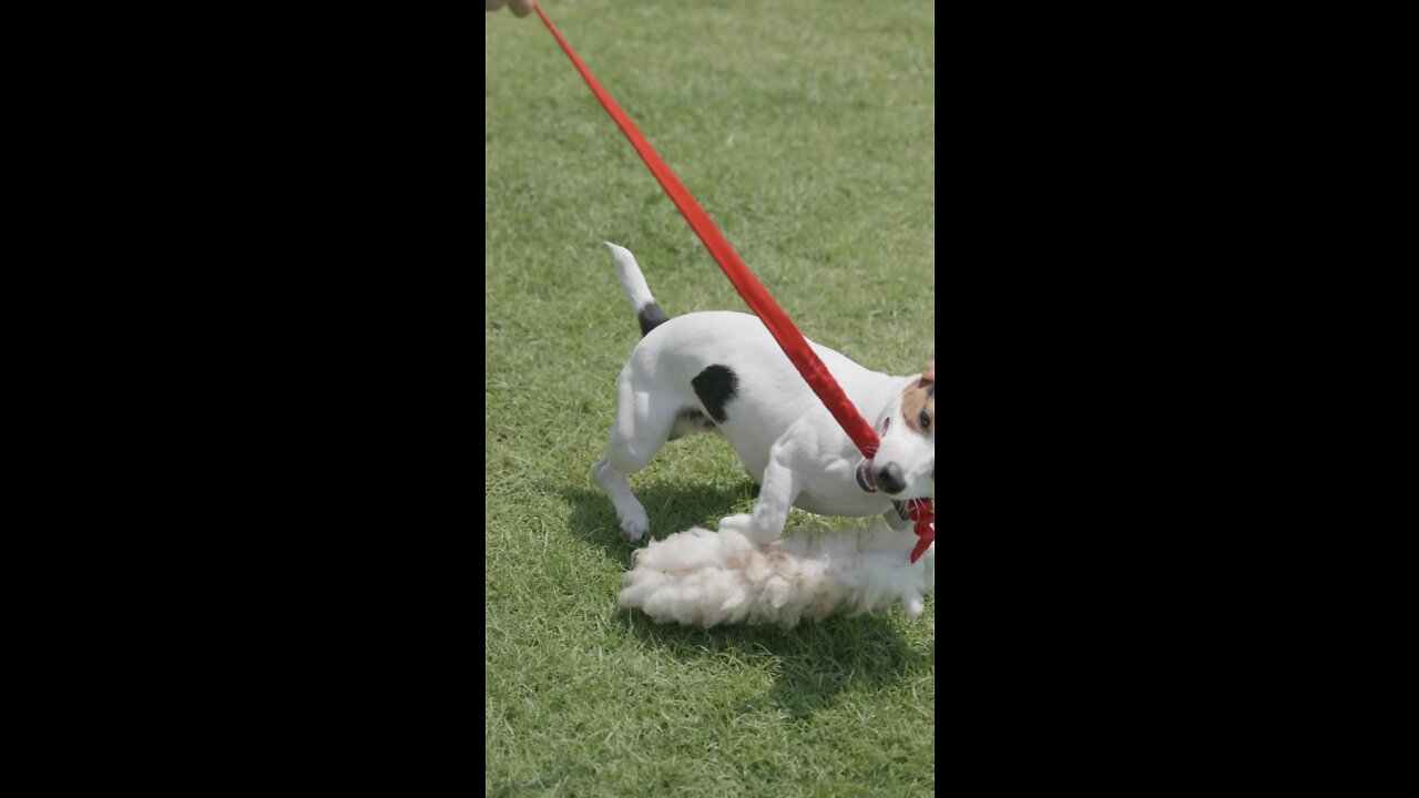 Dog Playing With His Favorite Toy