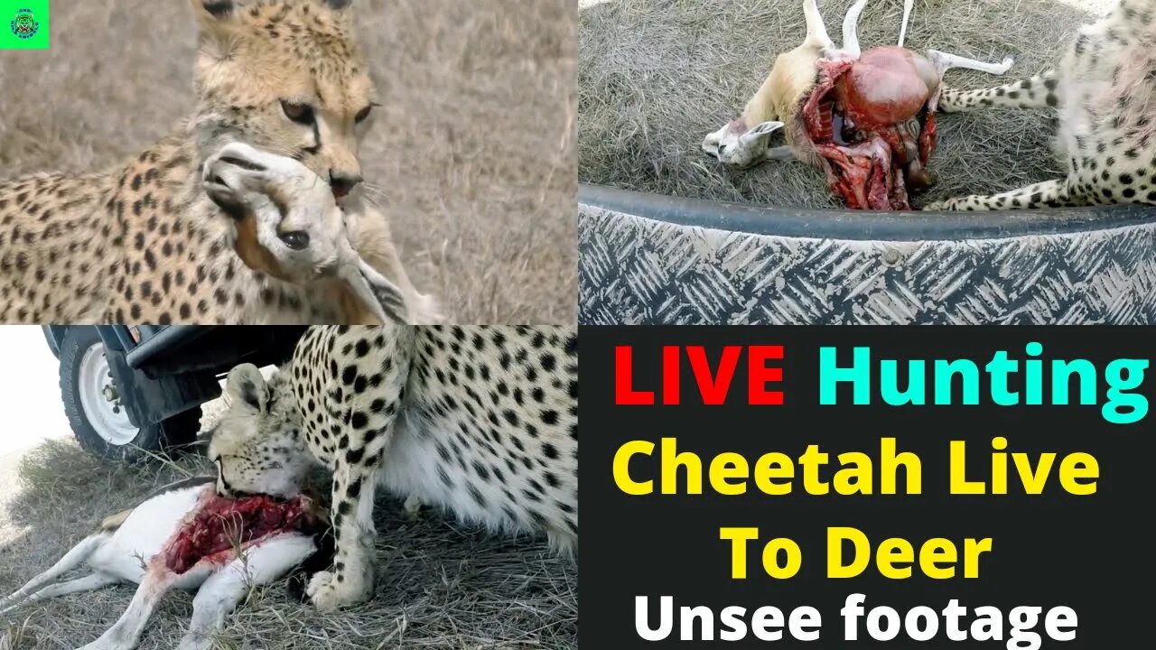 Live eating cheetah to Deer || So cruel cheetah || Unseen footage ||@8K VIDEOS ULTRA HD