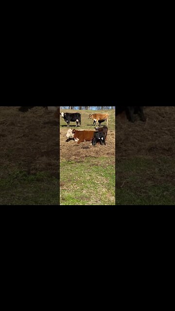 Baby’s hungry, mama’s tired. #calf #cow #cattle #calfnursing #ranching #hungry