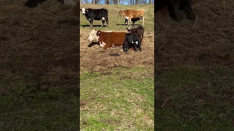 Baby’s hungry, mama’s tired. #calf #cow #cattle #calfnursing #ranching #hungry