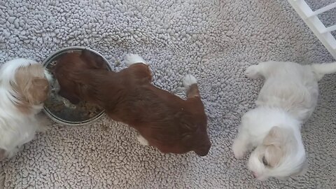 The D Litter Is Eating!
