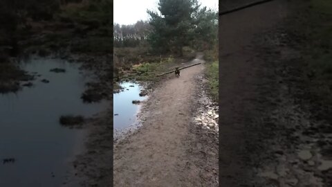 Dog carries gigantic log 🐕🐾😂😂😂
